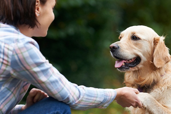 cane dà zampa a donna