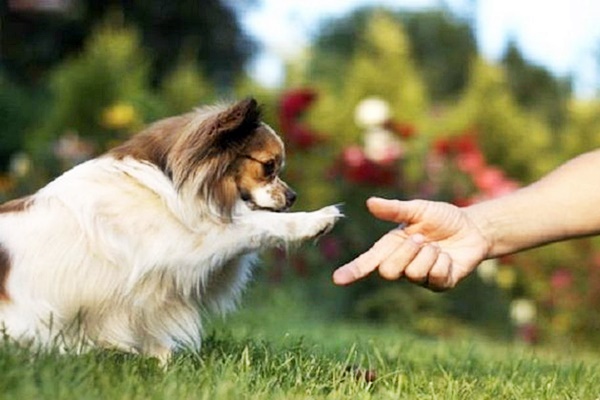 cane gioca con il padrone