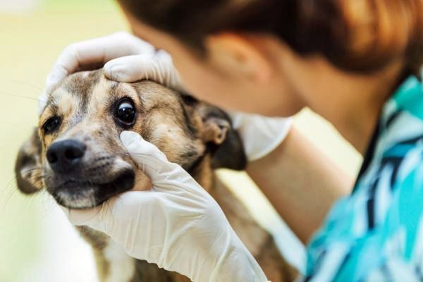 esame agli occhi del cane