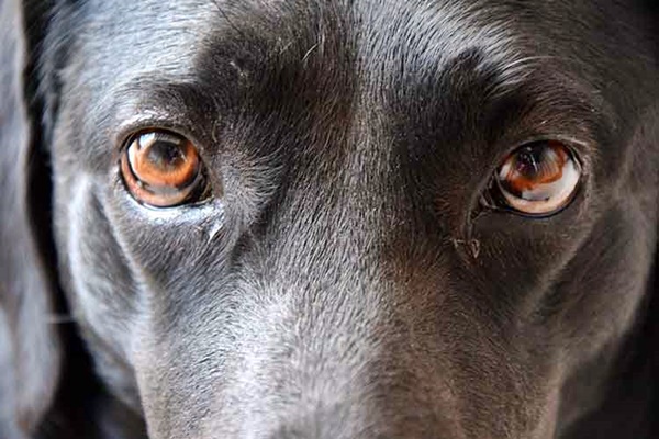 sguardo del cane