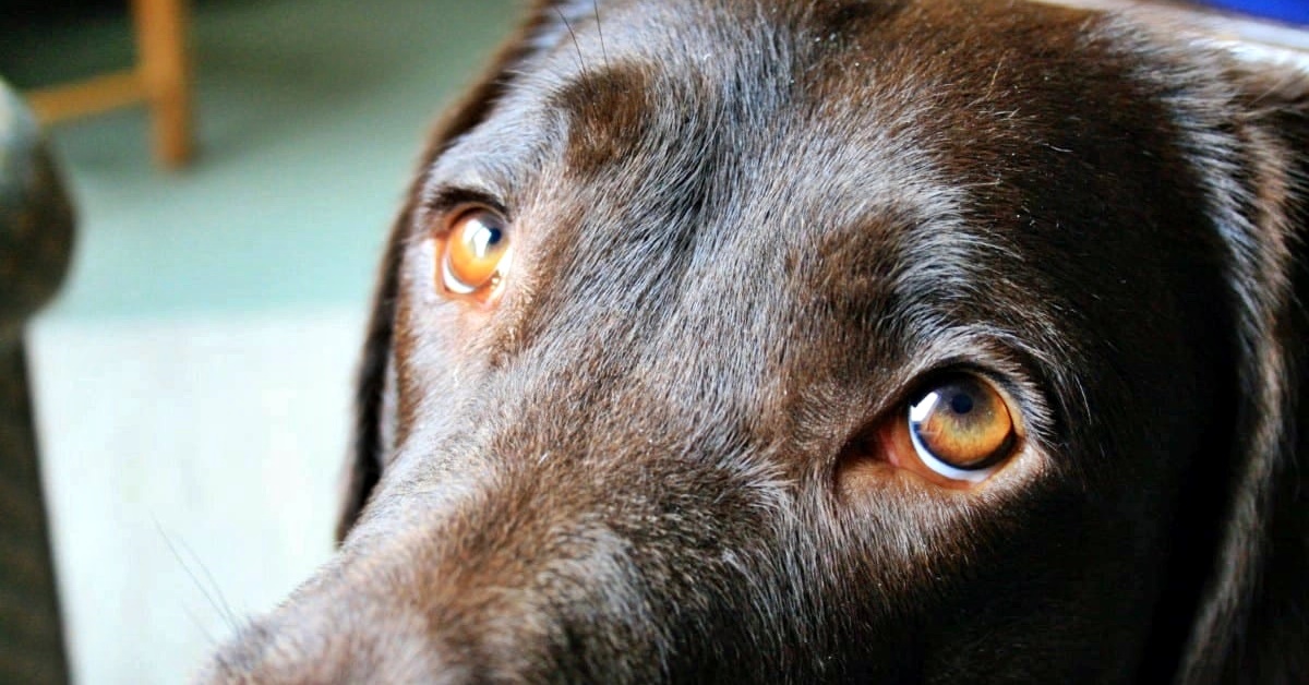 Perdita della vista progressiva nel cane: cosa la causa