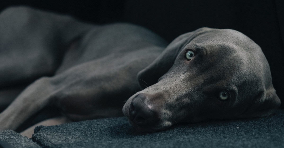 Perdita di equilibrio del cane: cosa significa? Che cosa fare?