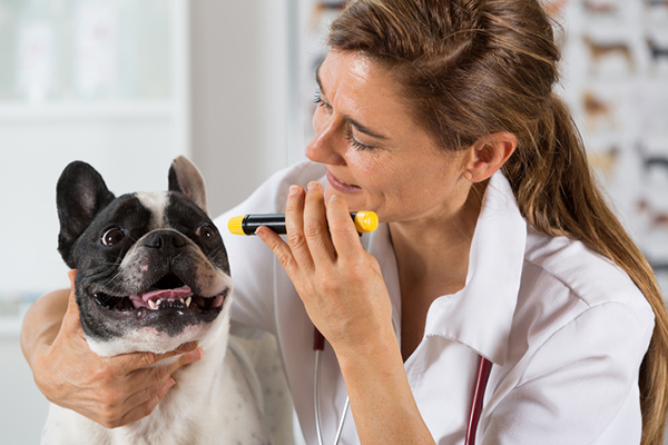 cane a controllo dal veterinario