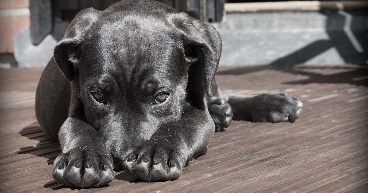 Cane di segno capricorno: caratteristiche, temperamento