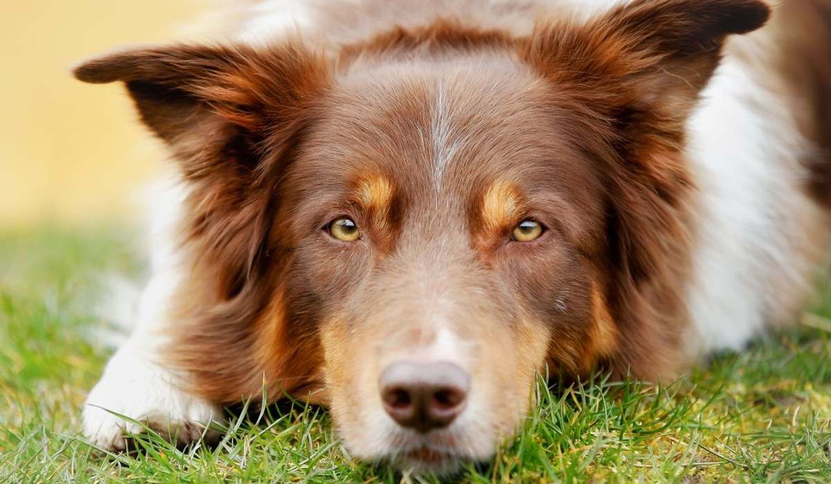 cane con gli occhi chiari 