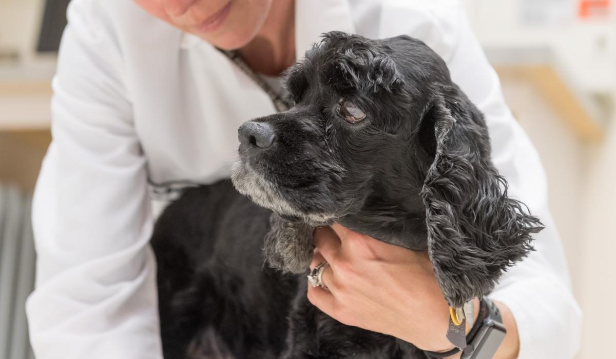 cane dal veterinario