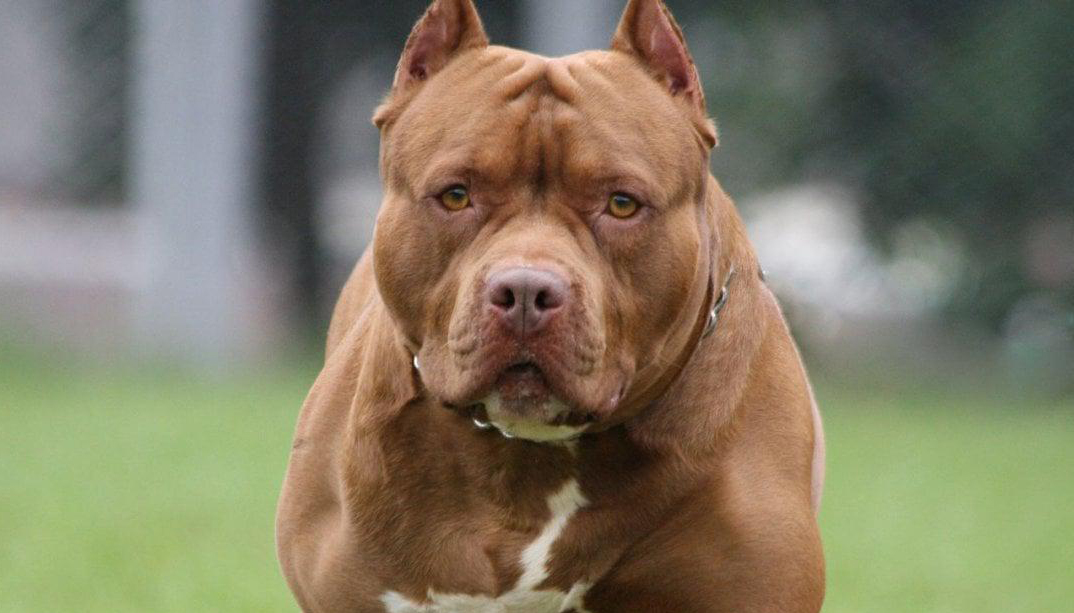 esemplare di Pit Bull primo piano