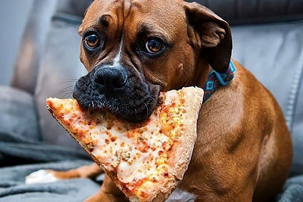 cane boxer con pizza