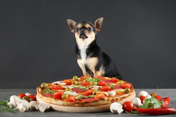 cane davanti a pizza