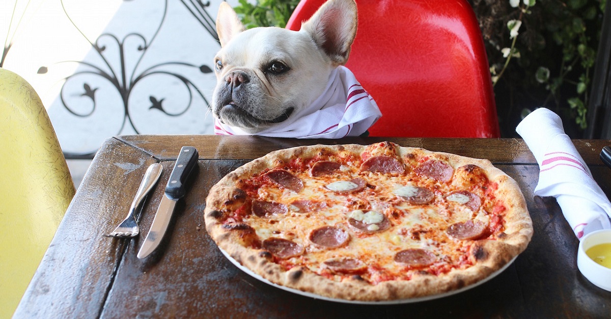 Pizza per cani: una nuova delizia da cucinare per Fido