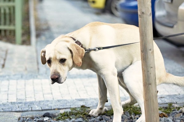 cane che fa la cacca