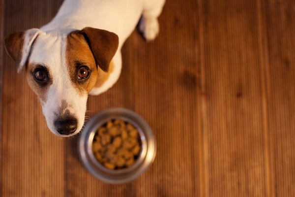 cane guarda in alto