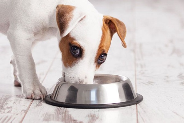 cane che guarda mentre mangia