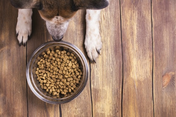 cane e ciotola di crocchette