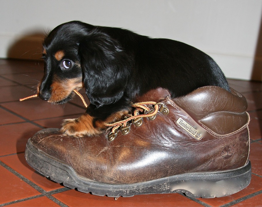 Perché il cucciolo mordicchia le mani?