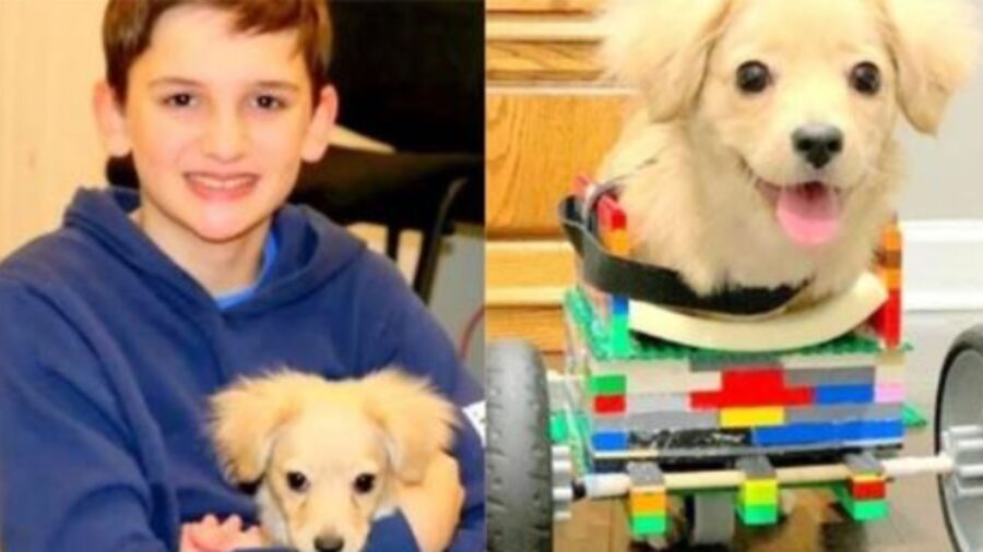 ragazzino e amico cane carrellino lego