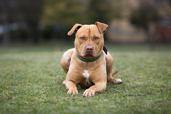 cane american staffordshire terrier