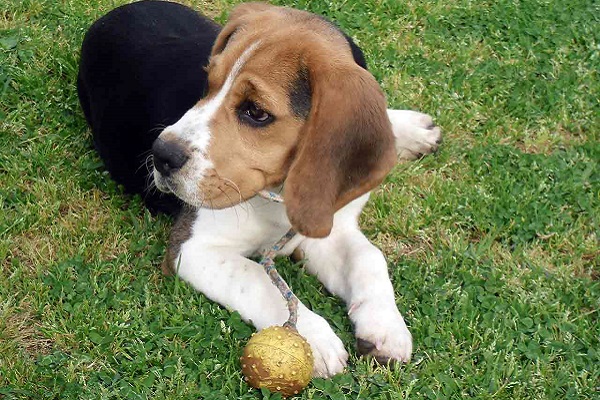 cane beagle