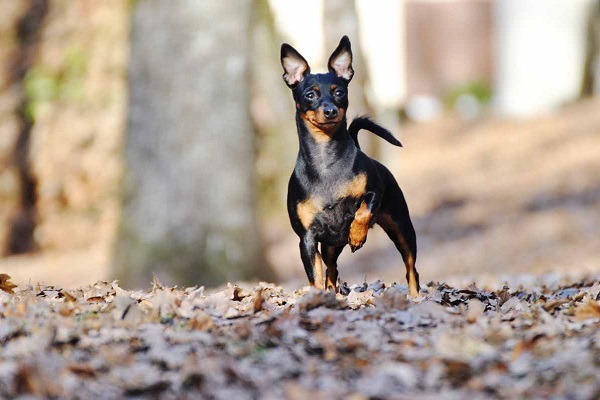 cane nel bosco