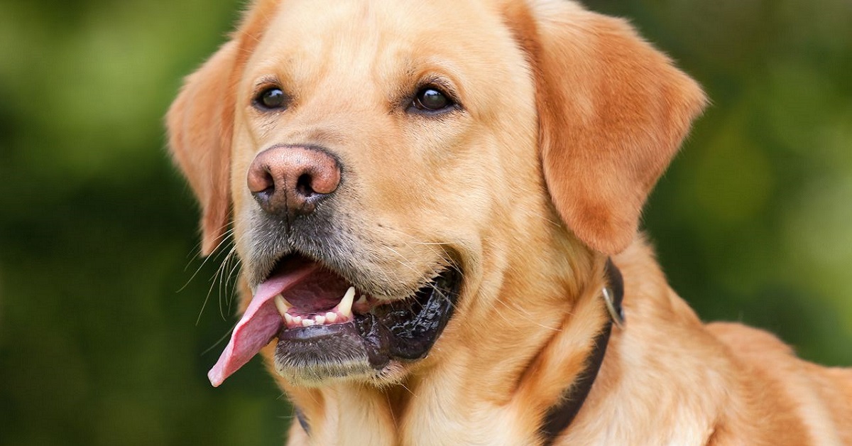 Razze di cani estroversi: le più simpatiche e giocherellone