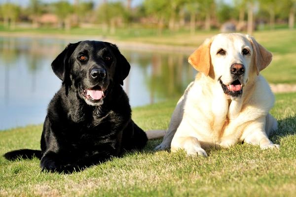 due labrador al parco