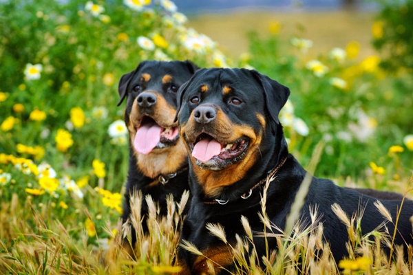 due bei rottweiler