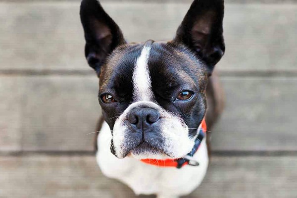 un piccolo boston terrier