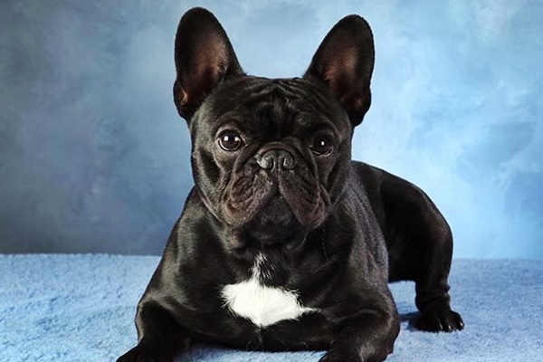 un bulldog francese nero