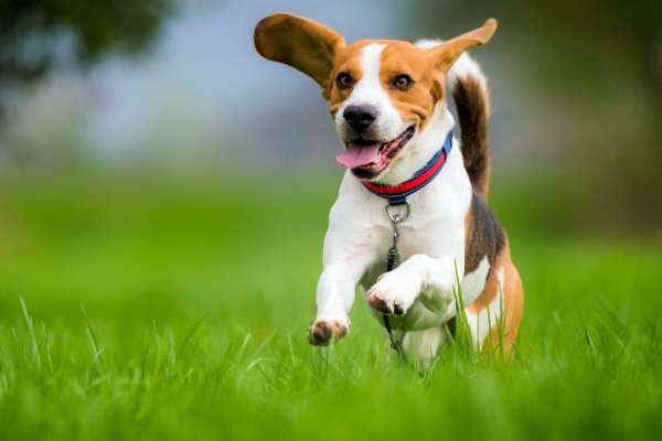 un beagle che corre sul prato