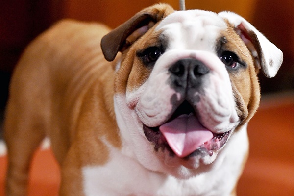 un bulldog felice