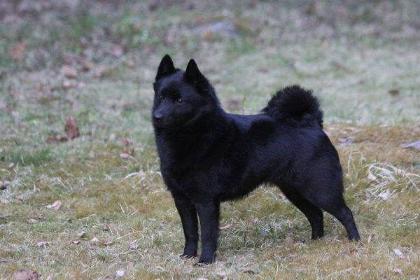 cane che guarda