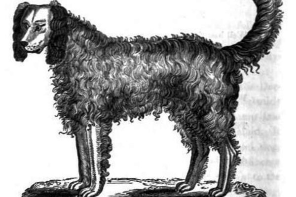 razza di cane alpine spaniel