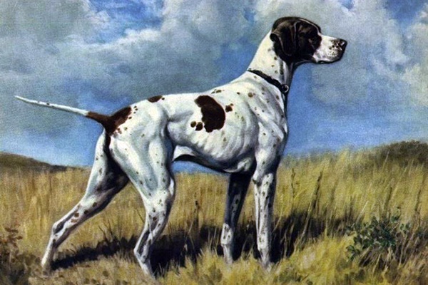 razza di cane braque du puy