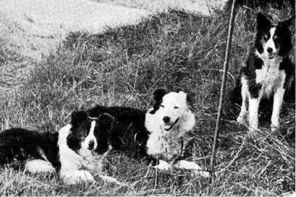 razza di cane cumberland sheepdog