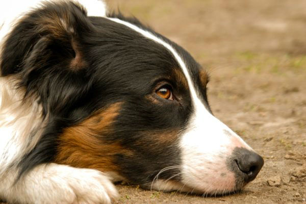 cane coricato