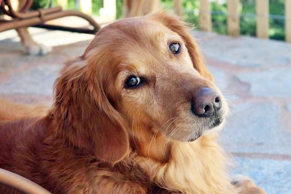 un bellissimo golden retriever