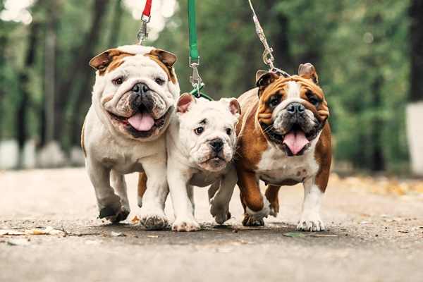 tre bulldog inglesi a passeggio