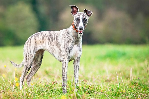 whippet cane 