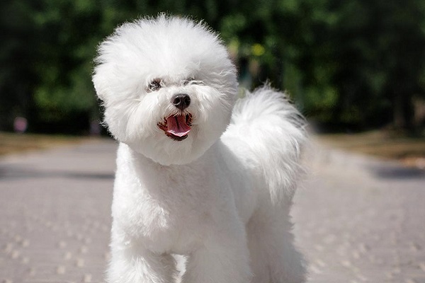 Bichon frise cane 