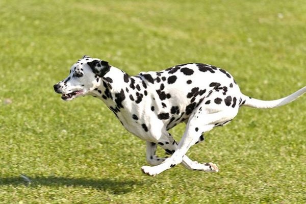 cane dalmata