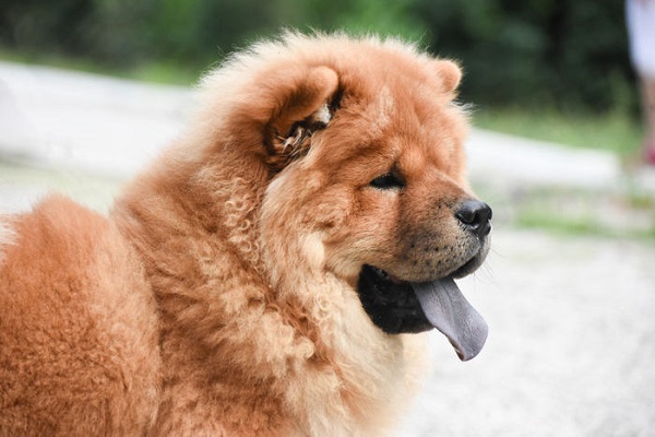 chow chow cane