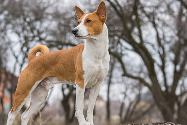 basenji cane