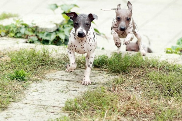 cani american hairless terrier