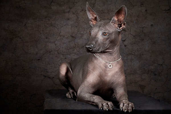 Xoloitzcuintle cane 