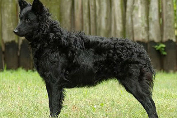 cane nero