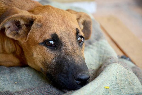 cane sopra una coperta