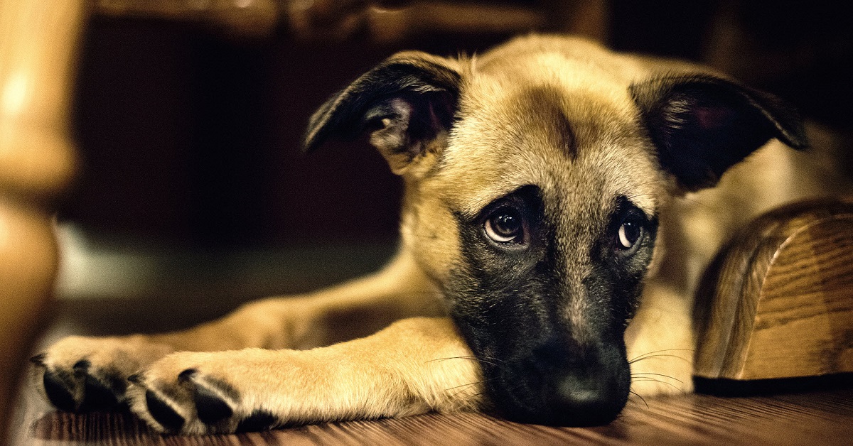 Responsabilizzare il cane: ecco perché è sbagliato