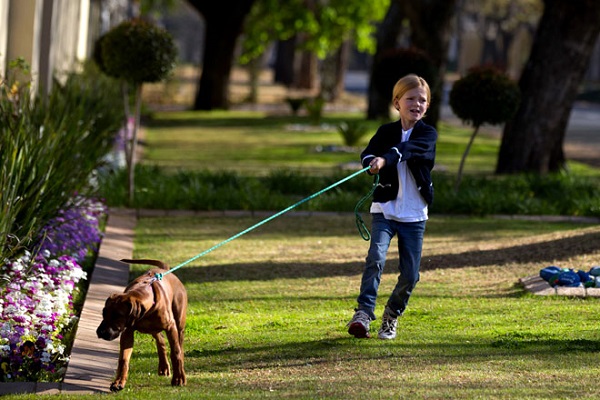 addestrare il cane a non fermarsi