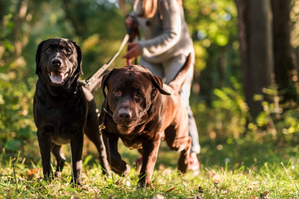 cani tirano durante passeggiata