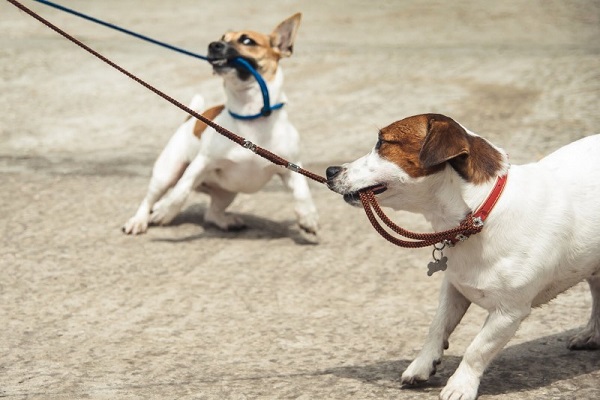 cani tirano il guinzaglio